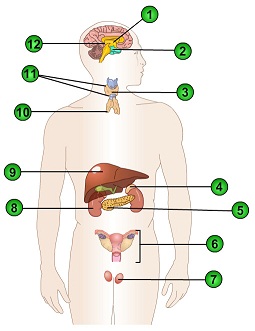 506_Endocrine System.jpg